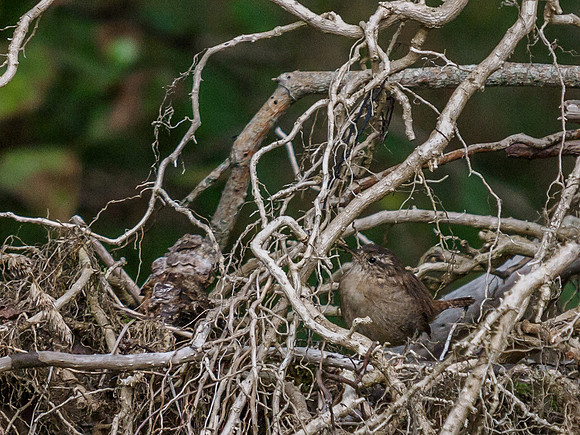 WrenTangled