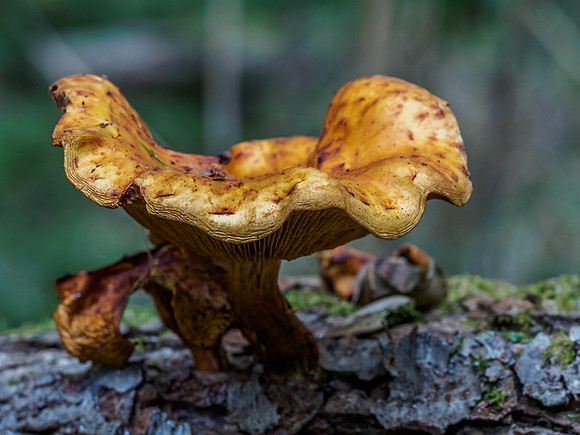 Urquhart Bay Wood - Fungi 6