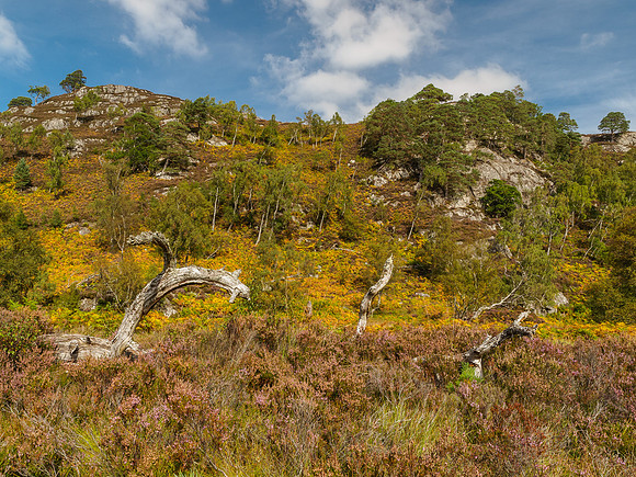 Glen Strathfarrar Colour Riot 3