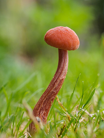 Garden Fungi
