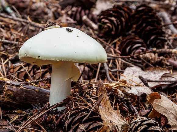 Craigmonie Wood Fungi 5