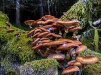Great Glen Fungi 3