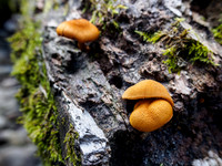 Woodland Fungi 2