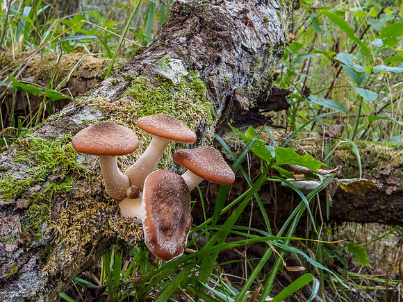 Woodland Fungi 6