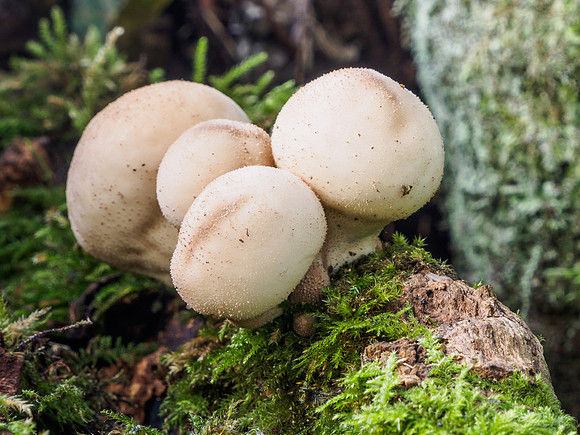 Urquhart Bay Wood - Fungi 2