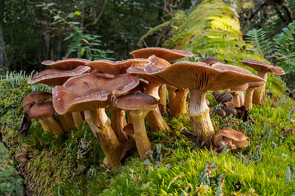Woodland Fungi 5