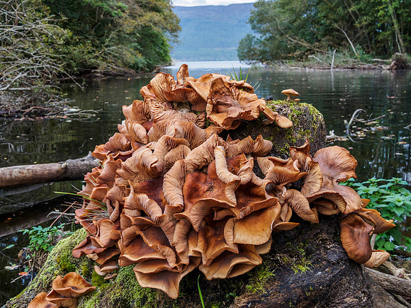 Urquhart Bay Wood - Fungi 3