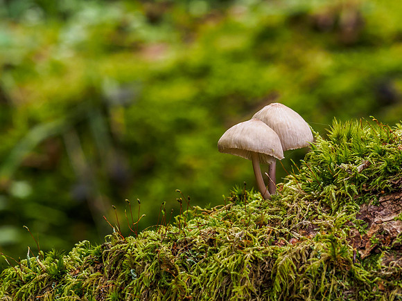 Craigmonie Wood Fungi 6
