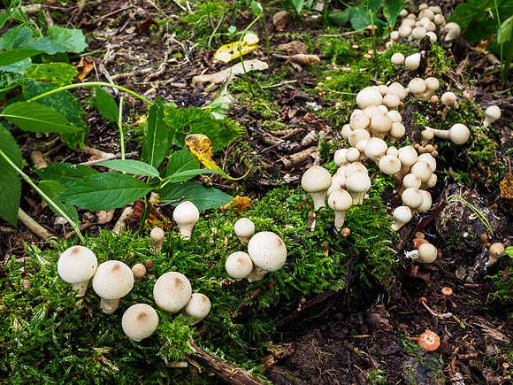 Woodland Fungi 1