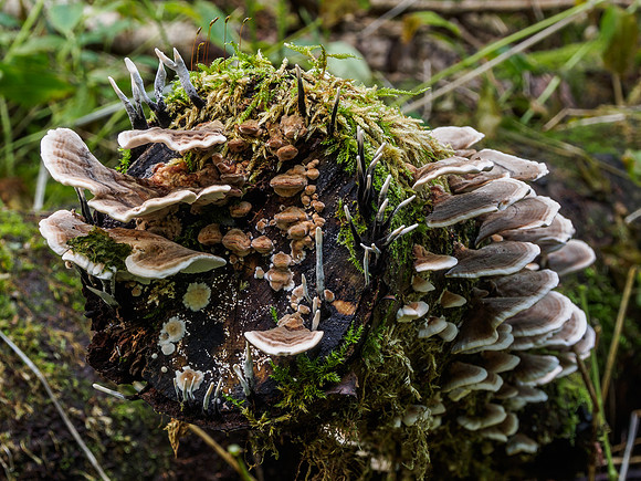 Urquhart Bay Wood - Fungi 1