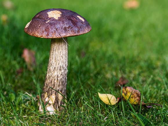 Craigmonie Wood Fungi 1
