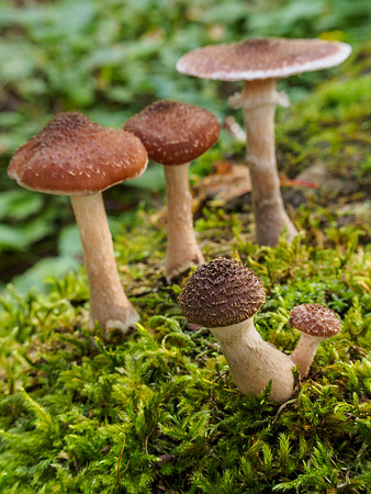 Woodland Fungi 3