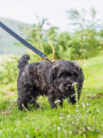 Archie's First Real Walk
