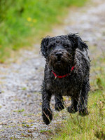 Archie on a Charge