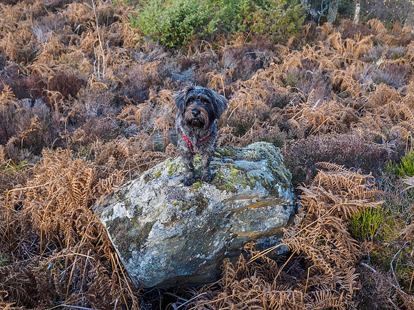 Archie's Rock