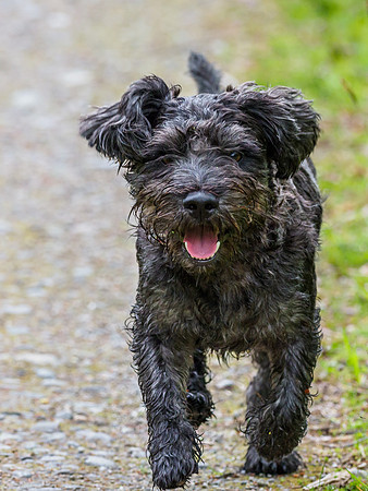 Archie on a Charge