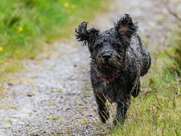 Archie on a Charge