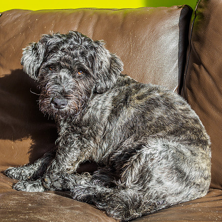 Archie