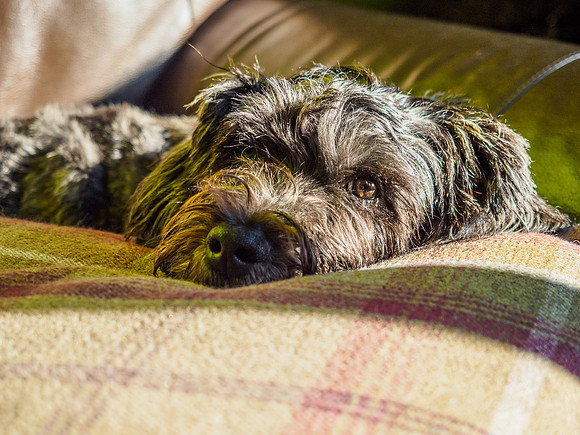 Archie Chillaxing