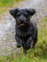 Archie on a Charge