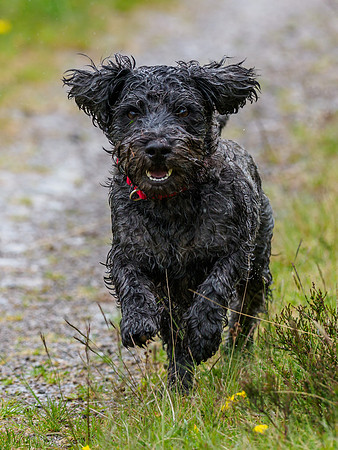 Archie on a Charge