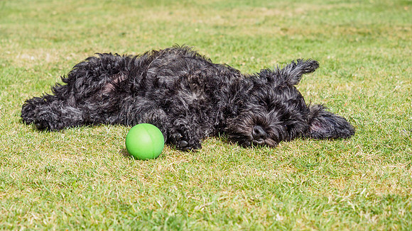 Archie Age 12 Weeks
