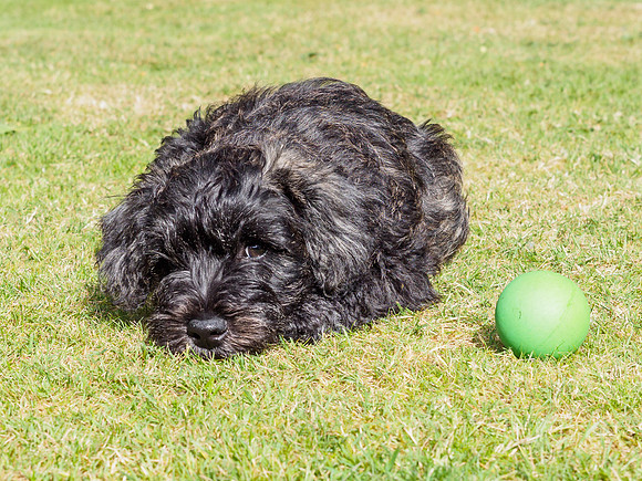 Archie Age 12 Weeks