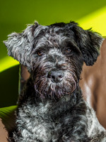 Archie