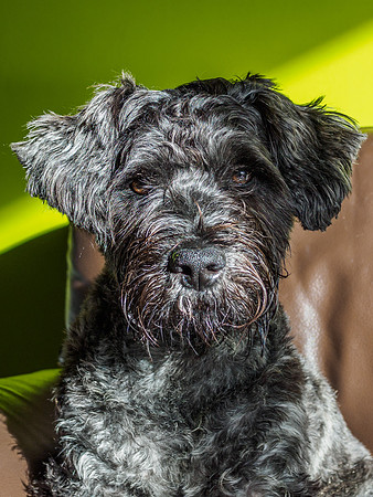 Archie