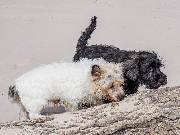 Archie and Mij do Nairn