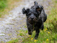 Archie on a Charge