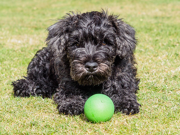 Archie Age 12 Weeks