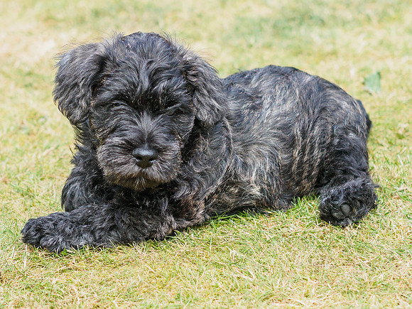 Archie