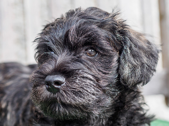 20180712-Dogs-EM520355
