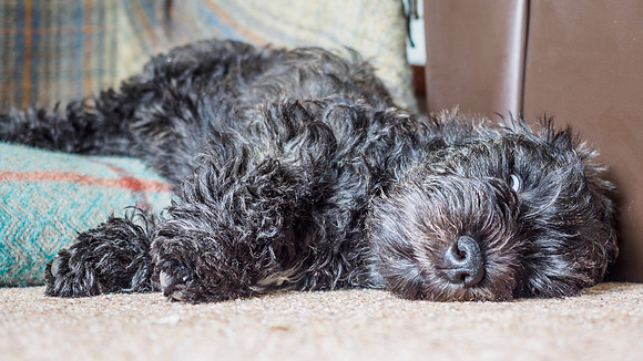 Archie Lounging Around