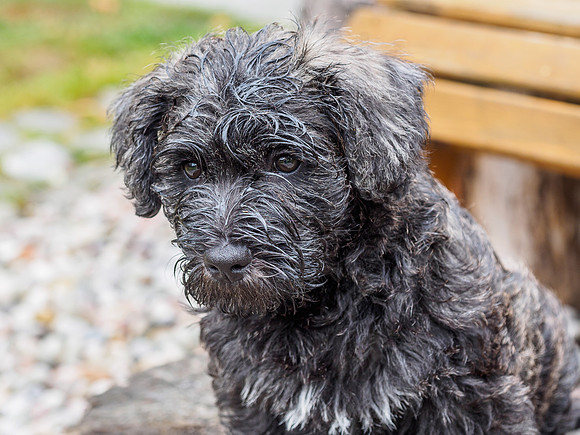 Soggy Doggie
