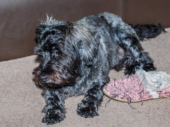 Archie's New Haircut