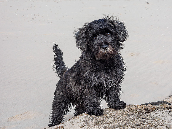 Archie Does Nairn