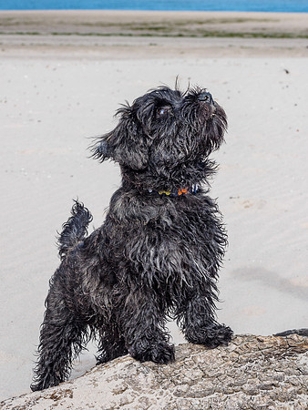 Archie Does Nairn