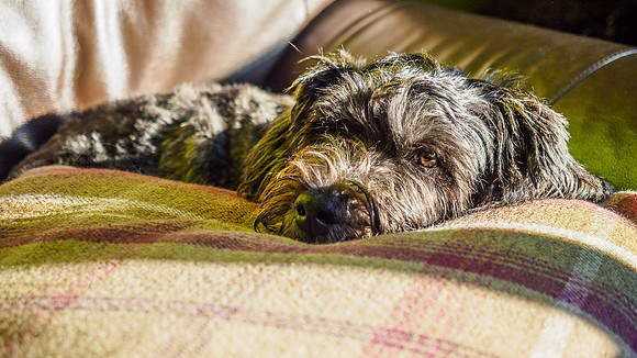 Archie Chillaxing
