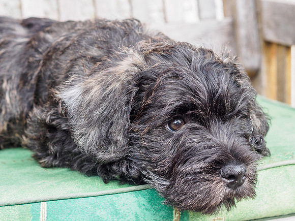 20180712-Dogs-EM520358