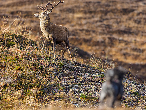 Red Deer Stag (Cervus elaphus)