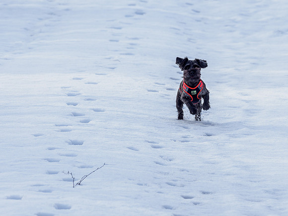 Archie in the Snow [2003001]