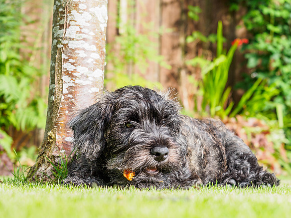 Archie Lounging Around