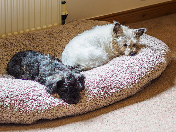 20180721-Dogs-EM520564