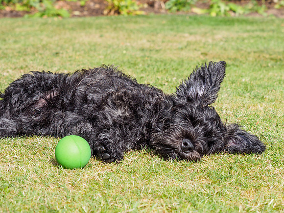 Archie Age 12 Weeks