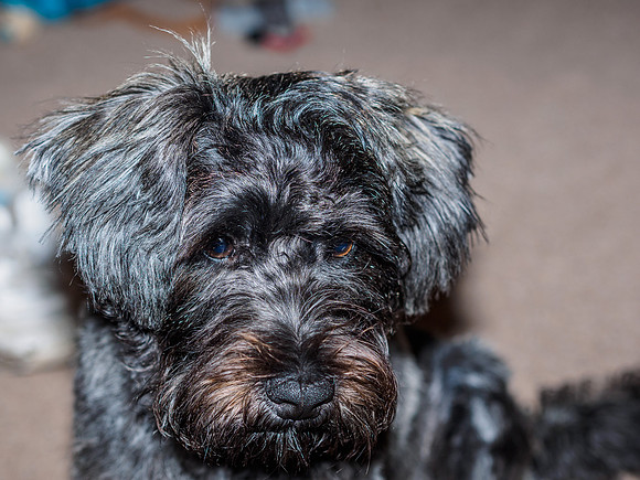 Archie's New Haircut