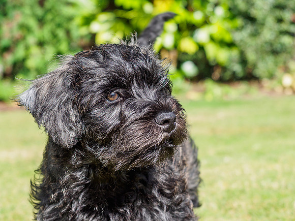 Archie Age 12 Weeks