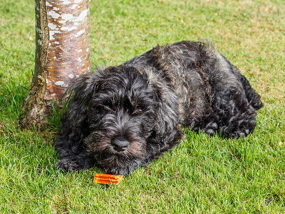 Archie Lounging Around
