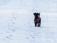 Archie in the Snow [2003002]